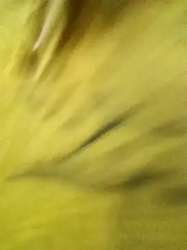 Sakshi Bhabhi online show from 05/11/26, 07:47