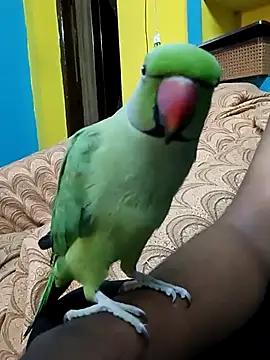 Lawrencedlkk007 online show from 03/09/25, 07:34