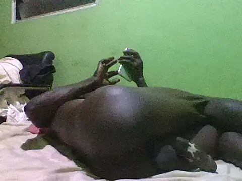 blakkvirus online show from 12/15/24, 05:13