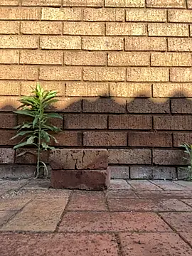 ZeusBlackDick online show from 11/01/25, 04:58