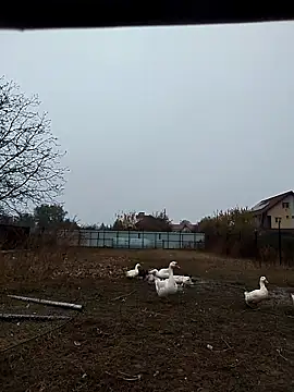 sarpe4 online show from 11/02/25, 06:38