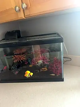 lovely beast online show from 12/16/25, 06:13