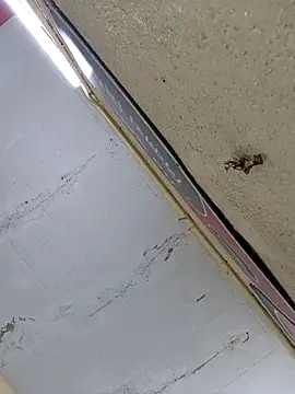 Vickyrajput009 online show from 04/16/26, 07:31