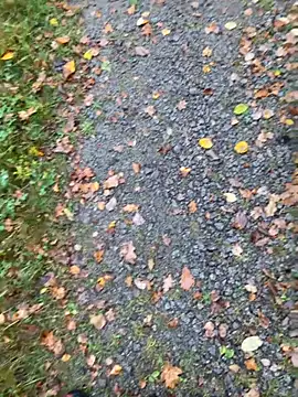 hamstergrabben online show from 10/24/25, 11:50