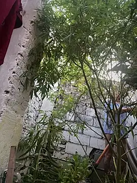 Alicbranca online show from 03/12/26, 11:05