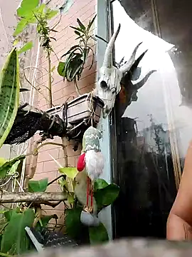 k lebannon online show from 02/09/25, 08:56