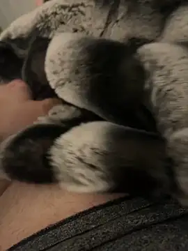 Snapshot of Furdale chatting on 12/02/24, 04:20 Furdale online show from 12/02/24, 04:20