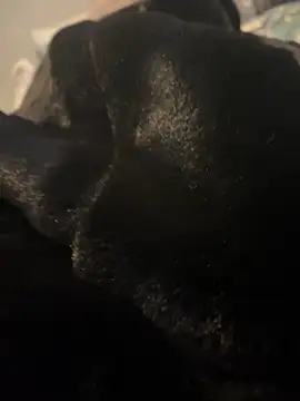 Snapshot of Furdale chatting on 12/20/24, 03:10 Furdale online show from 12/20/24, 03:10