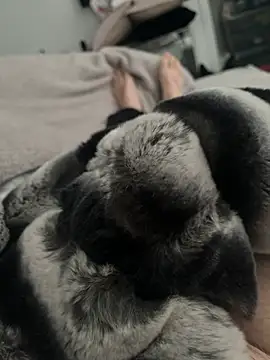 Snapshot of Furdale chatting on 12/24/24, 11:17 Furdale online show from 12/24/24, 11:17