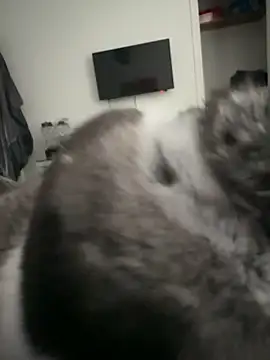 Snapshot of Furdale chatting on 09/18/25, 04:31 Furdale online show from 09/18/25, 04:31