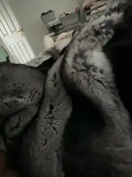 Furdale online show from 02/14/26, 02:58