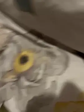 sweetmystery1 online show from 03/13/25, 07:17