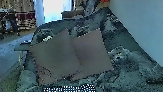 sex2 online show from 09/25/25, 11:52