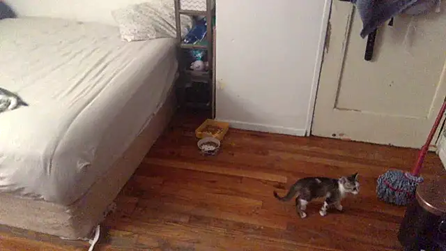 Snapshot of BIG-CkD_F chatting on 09/08/25, 03:33 BIG-CkD F online show from 09/08/25, 03:33