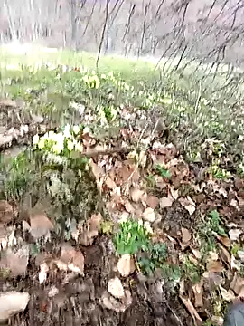 Snapshot of Yaramaz331 chatting on 03/31/26, 11:32 Yaramaz331 online show from 03/31/26, 11:32