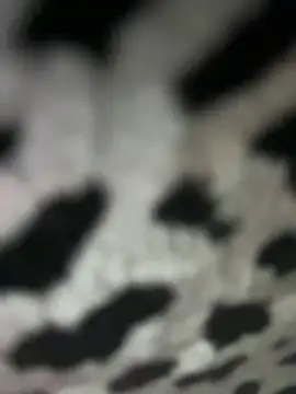 Sarita-candy online show from 01/31/25, 08:01