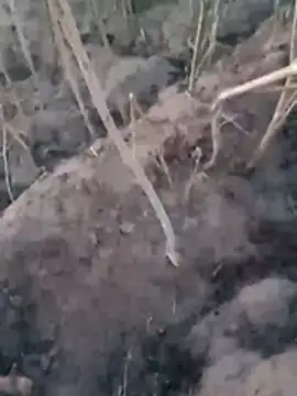 Snapshot of Sinewsex_pussylove chatting on 03/25/26, 12:38 Sinewsex pussylove online show from 03/25/26, 12:38