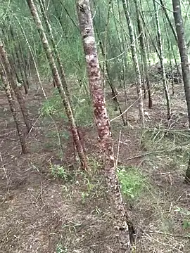 Gopal1243 online show from 10/19/25, 04:46