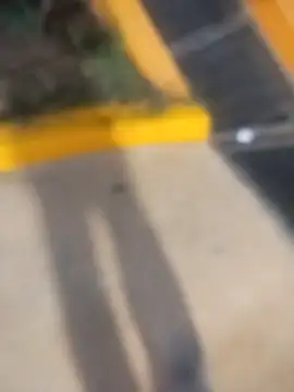 sagrado 1989 online show from 02/23/26, 01:47