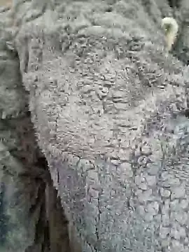 AmGuy23 online show from 01/30/25, 04:48