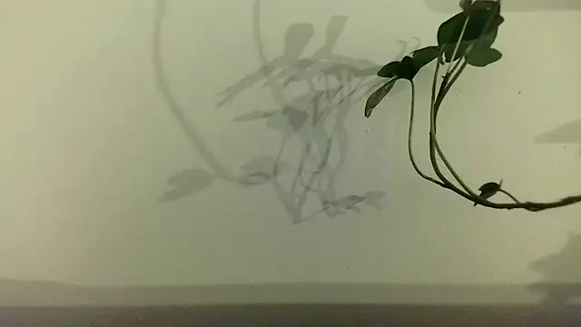 Snapshot of fdd13 chatting on 02/18/25, 06:37 fdd13 online show from 02/18/25, 06:37