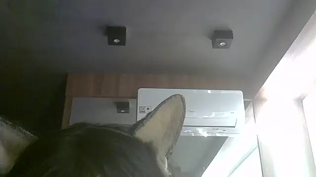 Skinny-Kitten online show from 07/06/26, 05:37