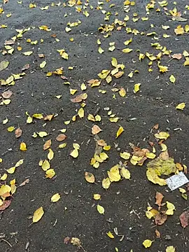 mihaixxx1 online show from 11/09/25, 11:08